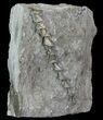 Archimedes Screw Bryozoan Fossil - Missouri #68679-1